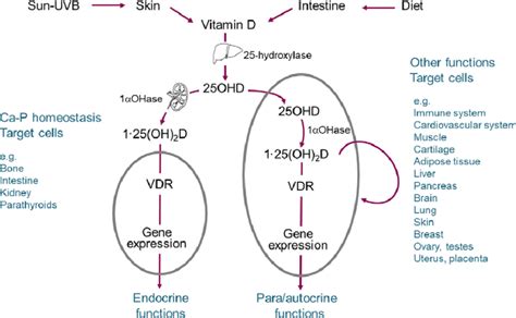 Vitamin D Metabolic Pathway Oh D Dihydroxyvitamin D