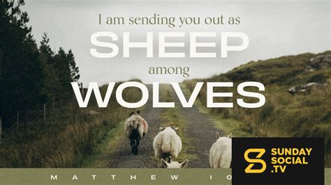 I Am Sending You Out As Sheep Among Wolves Matthew 10 16 Sunday