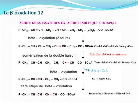 PPT METABOLISME DES ACIDES GRAS PowerPoint Presentation Free