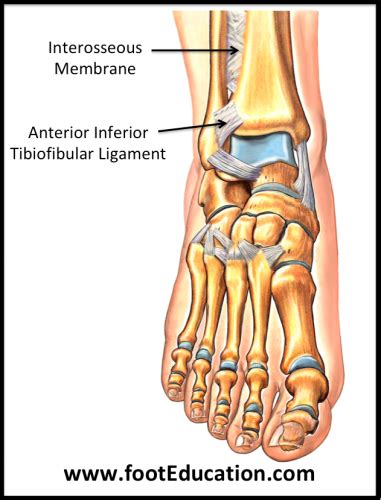 Ligaments of the Foot and Ankle Overview - FootEducation