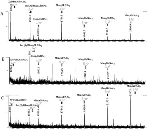 Maldi Tof Ms Spectrum Of Permethylated N Glycans Isolated From R