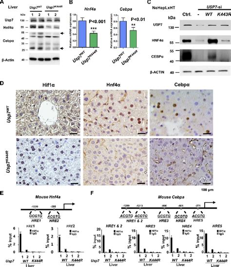 Regulation Of Gys2 Expression By Hnf4a And Cebpa In Mouse Liver A Download Scientific