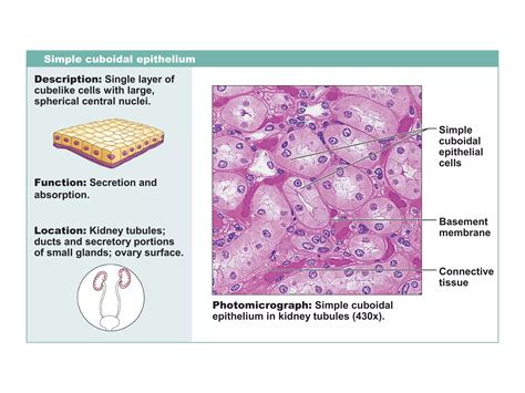 Epithelium histology | PPT