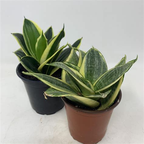 4” Birdsnest Sansevieria - Flowers Talk Tivoli