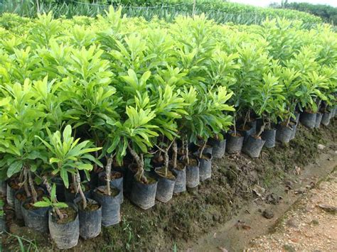 Dongguan Warburn Seedling Co.,Ltd.