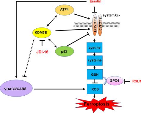 Histone Demethylase Kdm B Protects Against Ferroptosis By Upregulating