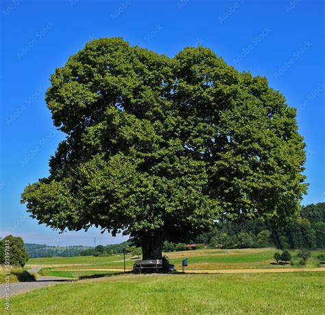 Linde; Tilia; lime tree Stock Photo | Adobe Stock