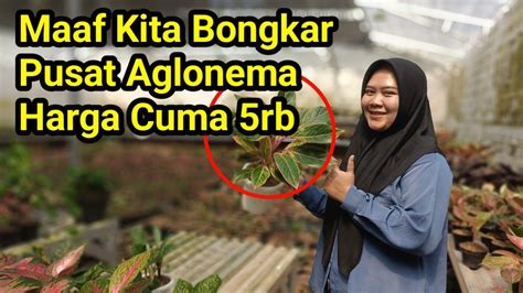 Ternyata Disini Pusat Aglonema Murah Paket Aglonema Cuma Ribuan