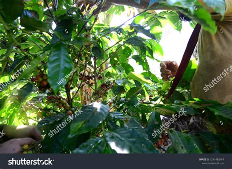 199 Coffee Plant Puerto Rico Images, Stock Photos & Vectors | Shutterstock