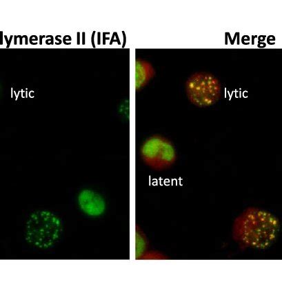 Kshv Genome Early Lytic Gene Expression And K Rta Rna Fish Rna Seq