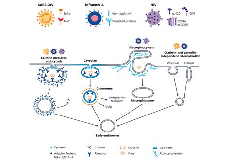 Viral Pathogens