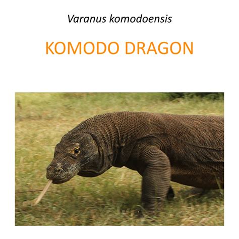 Komodo dragon protection program – Fundacja Zoo Wrocław DODO