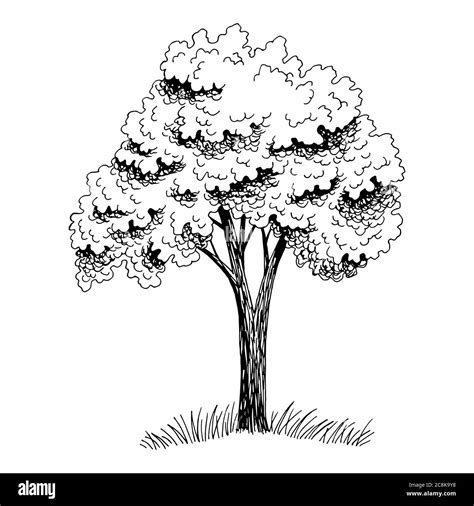 Tree graphic black white isolated sketch illustration vector Stock Vector Image & Art - Alamy