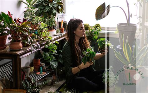 Dicas De Como Recuperar Uma Planta Seca S Tio Da Mata