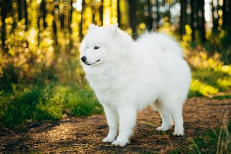Samojede ⋆ Hunde
