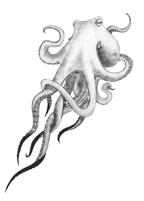 Realistic Octopus Drawings