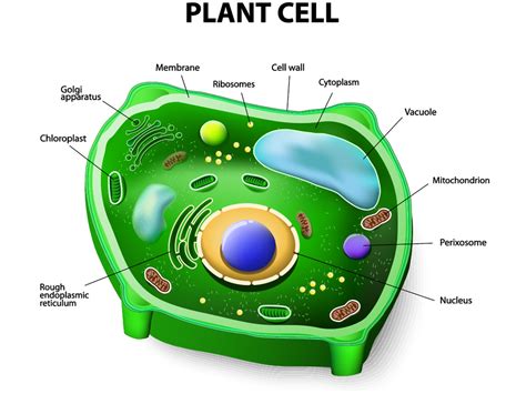 Cells Scientist Cindy