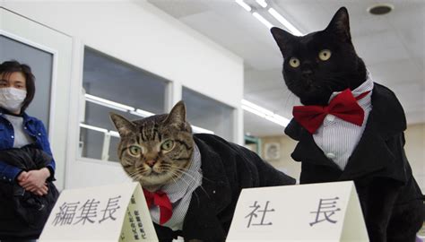 猫2匹が一日社長・編集長に就任 会社貢献で辞令交付「スーパー猫の日」 三重県のユー Youよっかいち