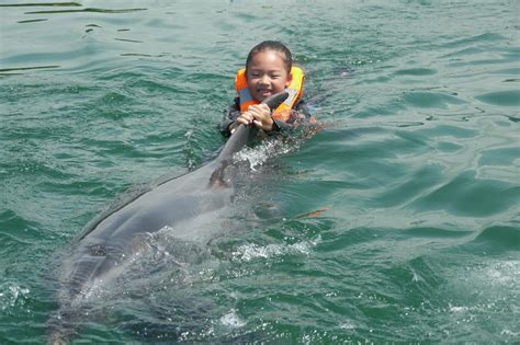 Dolphin Tour Swim With Dolphins In Japan Nihon Dolphin Center Tour