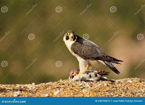 Peregrine Falcon Keeps Watch With Its Prey In Its Talons Stock Image