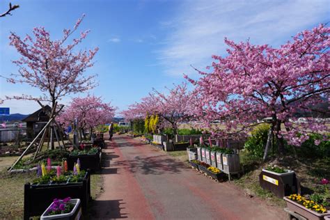 2024年2月16日（金） 五ヶ瀬川堤防開花情報（晴） 延岡花物語 2024