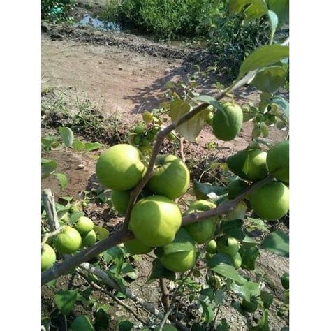 Apple Ber Plants Wholesale Price Mandi Rate For Apple Ber Fruit