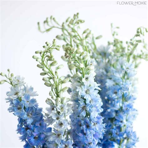 Light Blue Delphinium | Fresh DIY Wedding Flowers | Flower Moxie