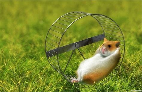 Create Meme Hamster In The Wheel The Hamster In The Wheel Generates