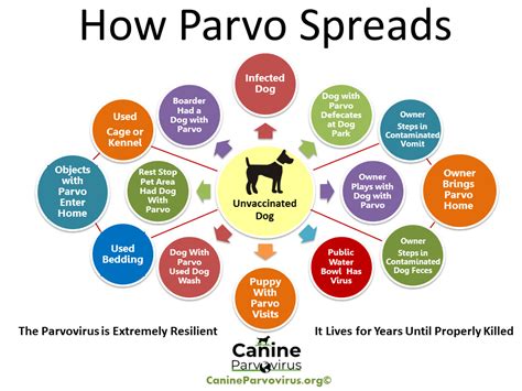 how is parvo passed from dog to dog