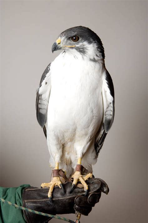 Bir040 00020 Joel Sartore