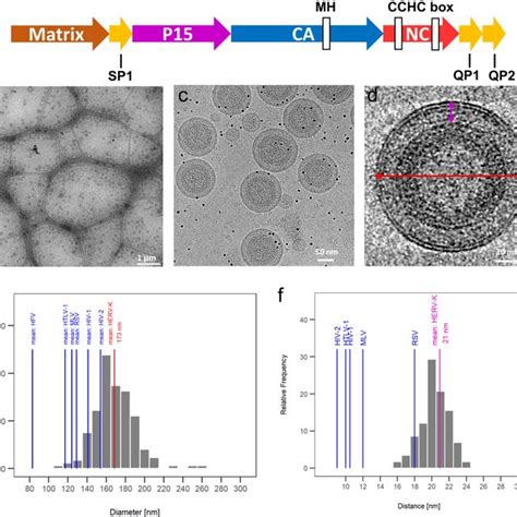 CryoEM Analysis Of Immature HERV K Virus Like Particles VLPs A