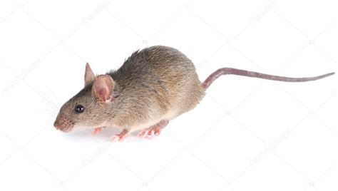 Field Mouse Isolated Striped Field Mouse Stock Photo By ©yevgeniy111