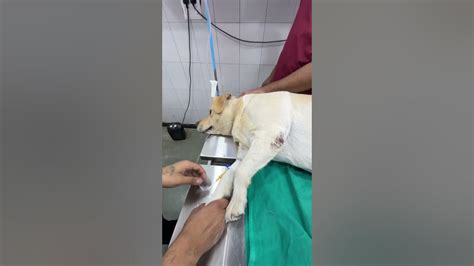 SPAYING DONE BY OUR TEAM OF EXPERT DOCTORS.GET BEST TREATMENT FOR YOUR LOVED ONE. 📞7814918745 ...