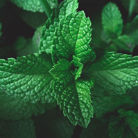 Mentha piperita (Peppermint) | Beds & Borders