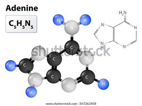 Chemical Structural Formula Model Adenine Stock Vector (Royalty Free) 367262408