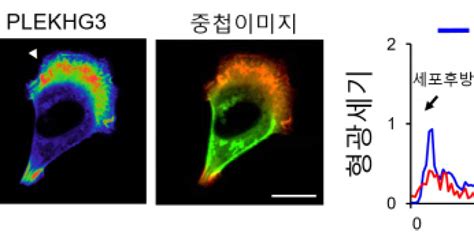 국내연구진 세포 이동방향 결정하는 단백질 찾았다암 전이 연구