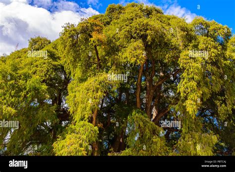 L Arbre De Tule El Arbol De Tule Cypr S De Montezuma Ou Ahuehuete En