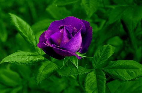 Hd Wallpaper Purple Rose Purple Rose Nature Flowers Purple Flowers