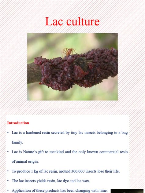 Lac Culture | PDF | Insects | Pruning