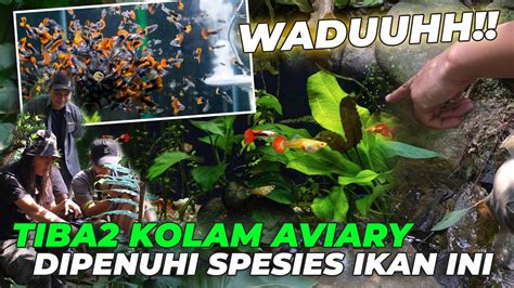 TIBA TIBA KOLAM AVIARY DISERBU RATUSAN IKAN GUPPY BURUNG PADA HAPPY