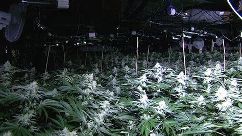 Cannabis Farm Found At Gala Bingo Hall In Kettering Bbc News