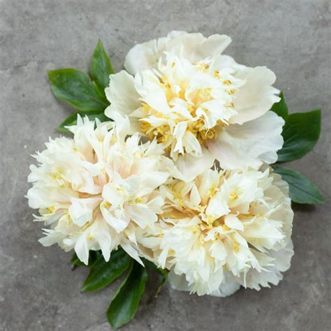 Peony Quitzin – Floret Library