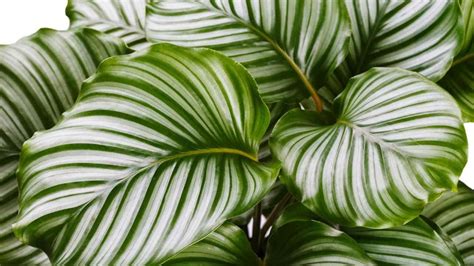 How To Plant Grow And Care For Calathea Orbifolia Indoors