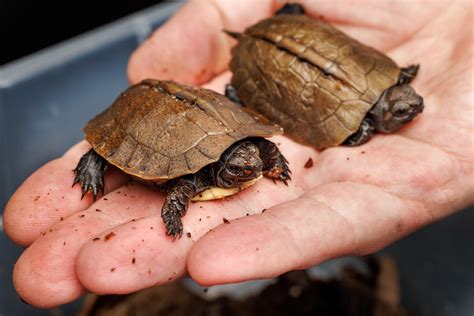 Aquarium Hatches Endangered Turtles A First In Six Years