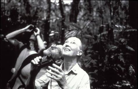 Jane Goodall Y Sus Chimpancés Honoris Causa Fotos Ciencia El PaÍs