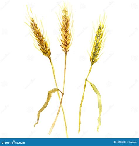 Watercolor Wheat Ears Isolated Stock Illustration - Illustration of grain, background: 43755165