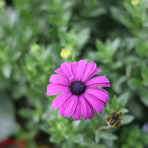 Premium Photo | Purple chrysanthemum wallpaper