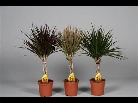 Размножаем Драцену.Часть 1. - YouTube