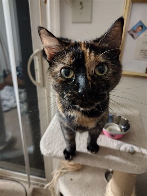 My second cat is a Tortie. Her name is Eevie. : r/torties