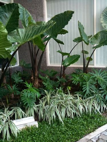 Tropical Garden Plant Bed Idea Theolsonfive Olson Flickr